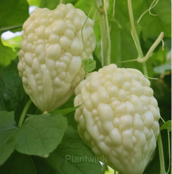 60 Apple Bitter Melon Seeds - View 3