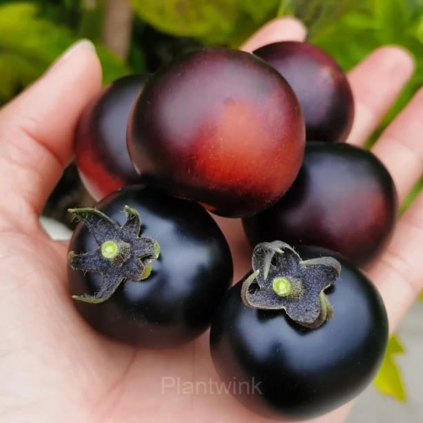 150 Rare Black Tomato Seeds - View 1