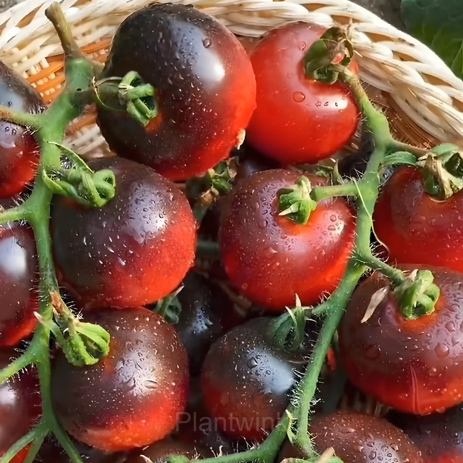150 Rare Black Tomato Seeds - View 5