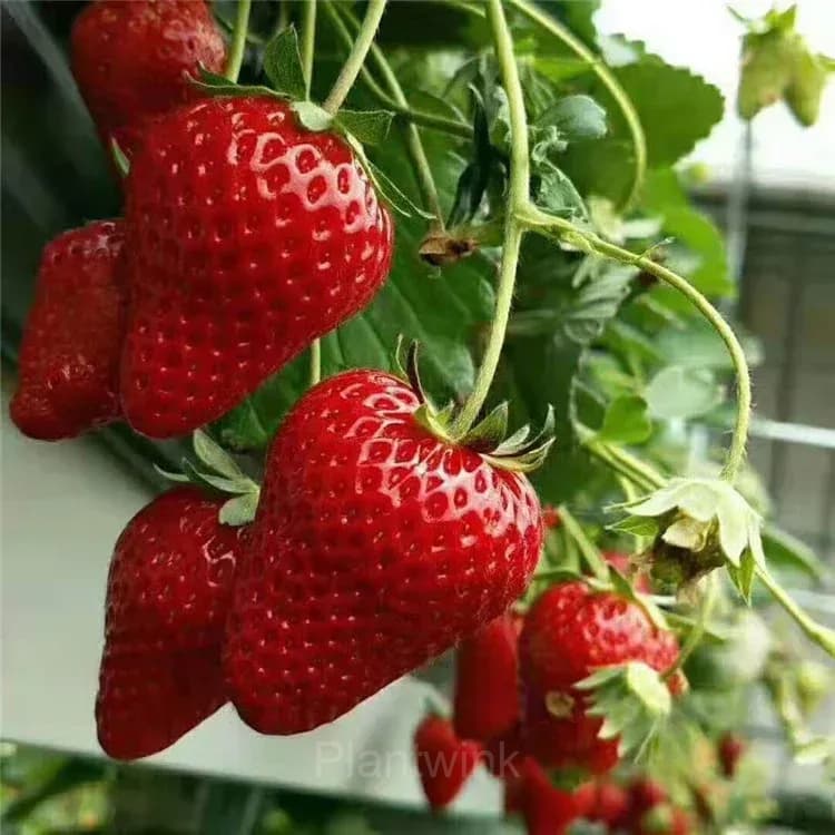 Four Seasons Cream Strawberry Seeds—Year-Round Harvest - View 5