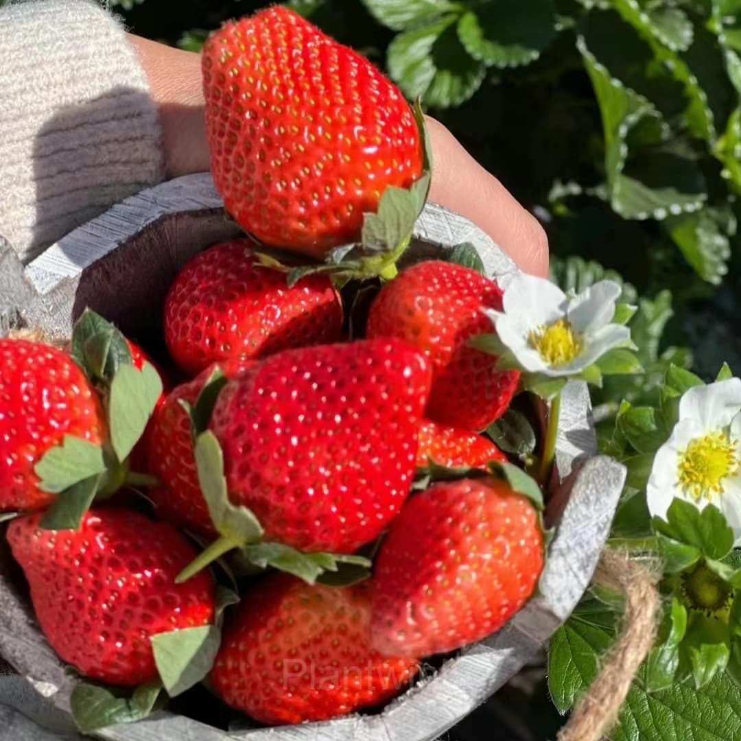 Four Seasons Cream Strawberry Seeds—Year-Round Harvest - View 7