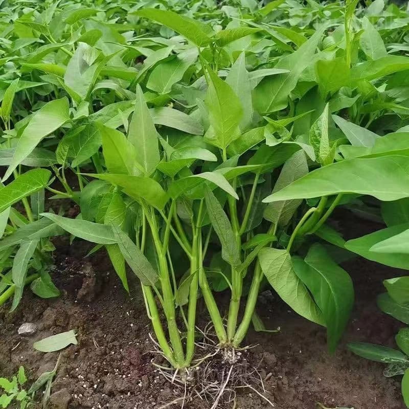 Triple-Stem Water Spinach Seeds - View 2