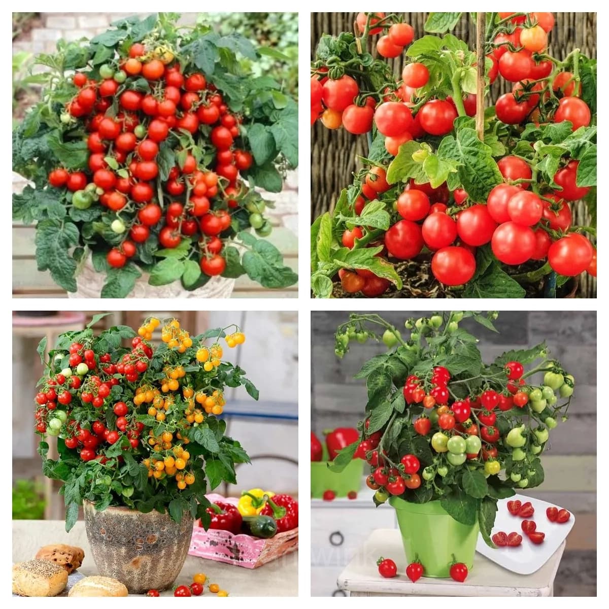 Fruits