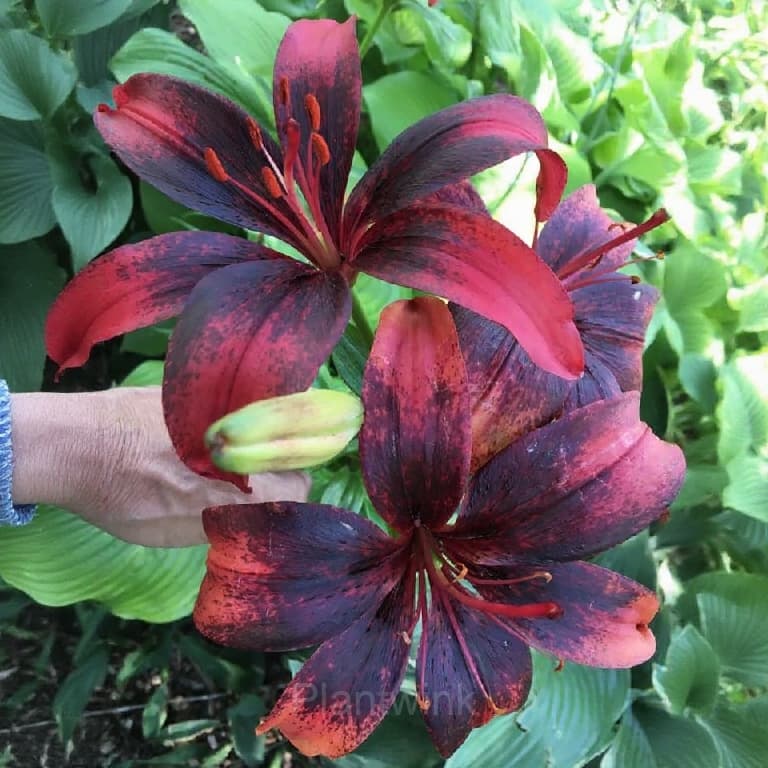 Charming Lily Seeds - View 2