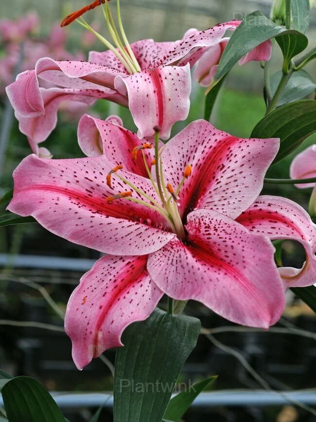 Elegant Lily Seeds - View 3