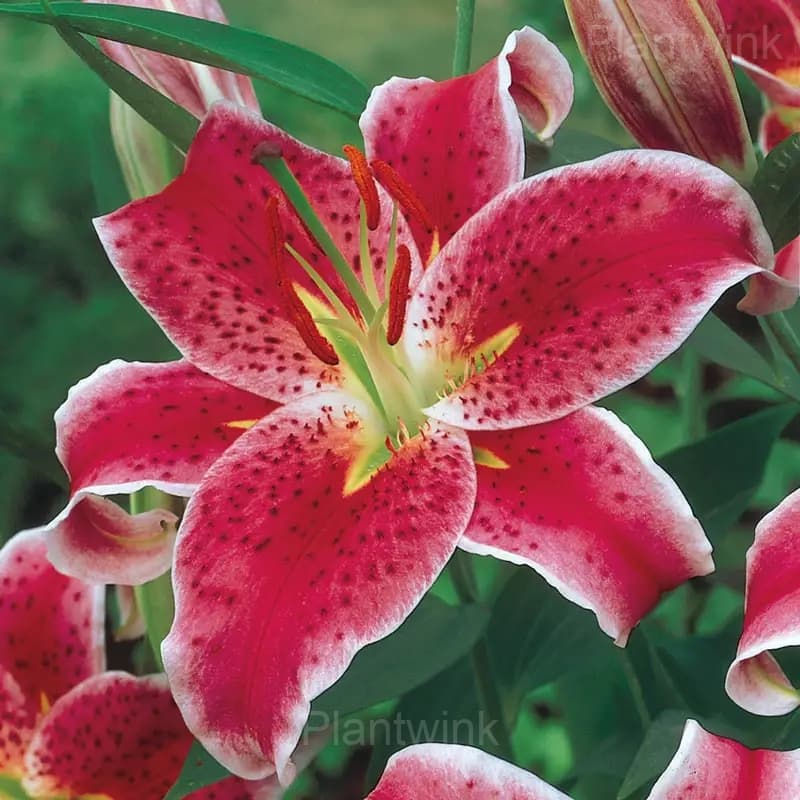 Elegant Lily Seeds - View 6