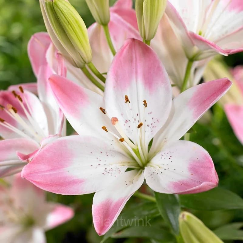 Elegant Lily Seeds - View 5
