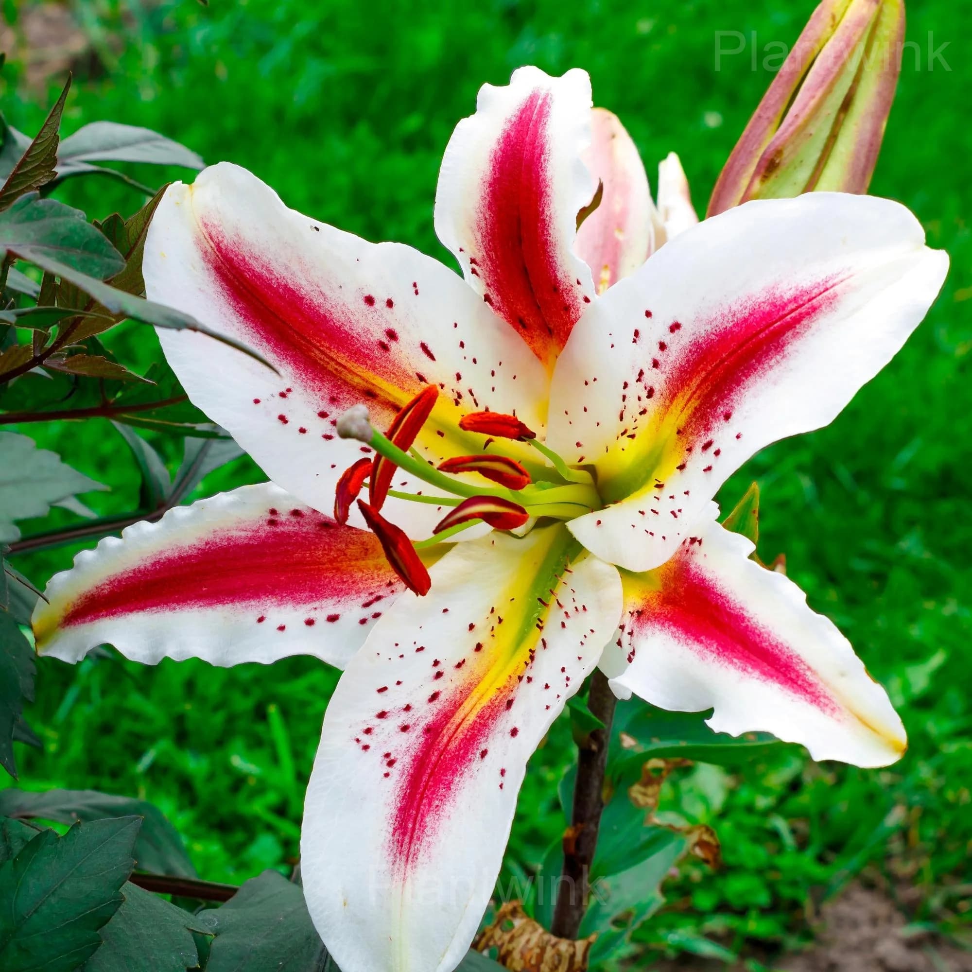 Elegant Lily Seeds - View 4