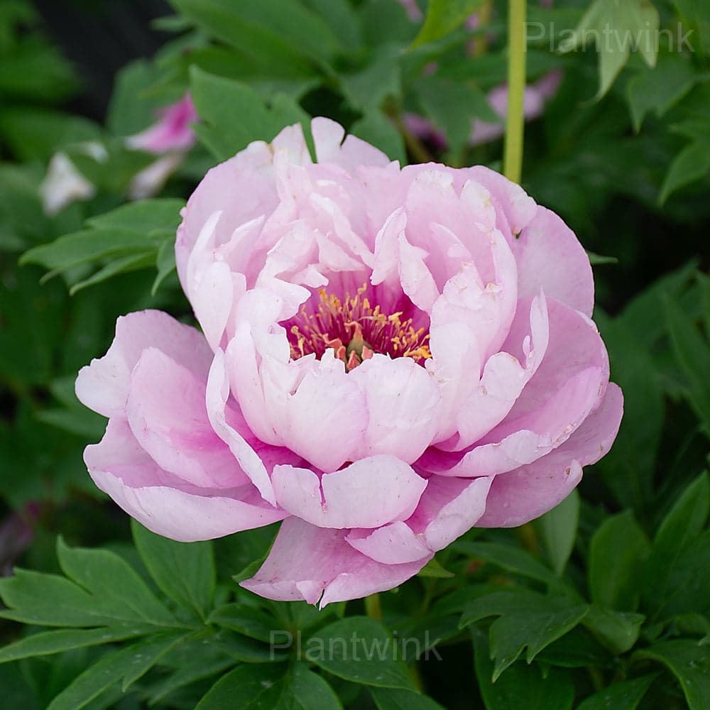 Elegant Peony Seeds - View 5