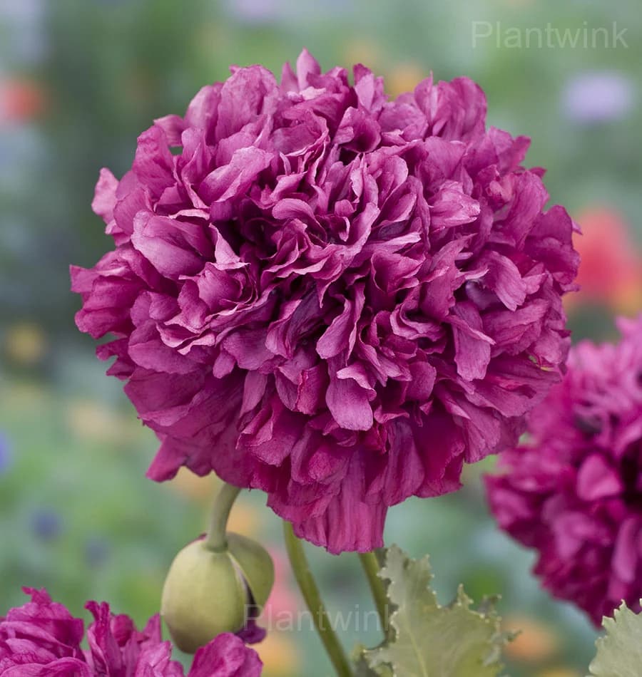 Elegant Peony Seeds - View 4
