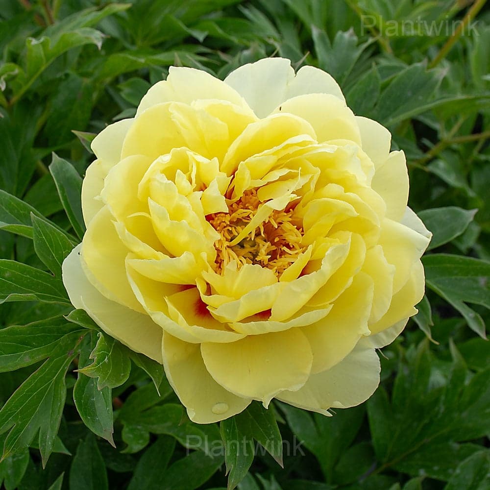 Elegant Peony Seeds - View 3