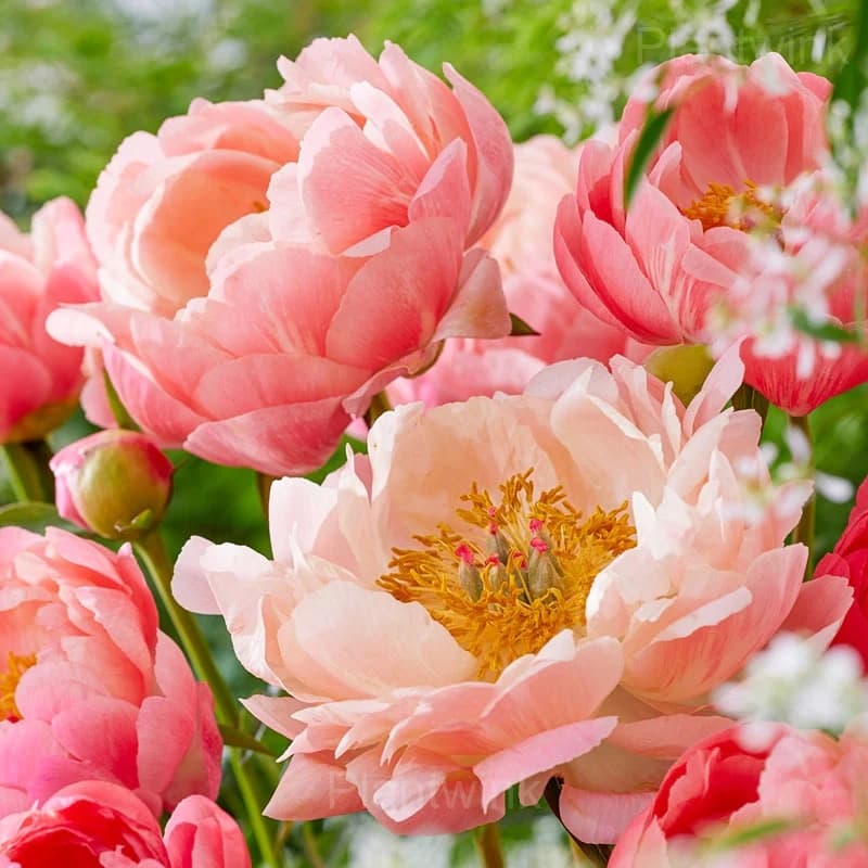 Elegant Peony Seeds - View 8