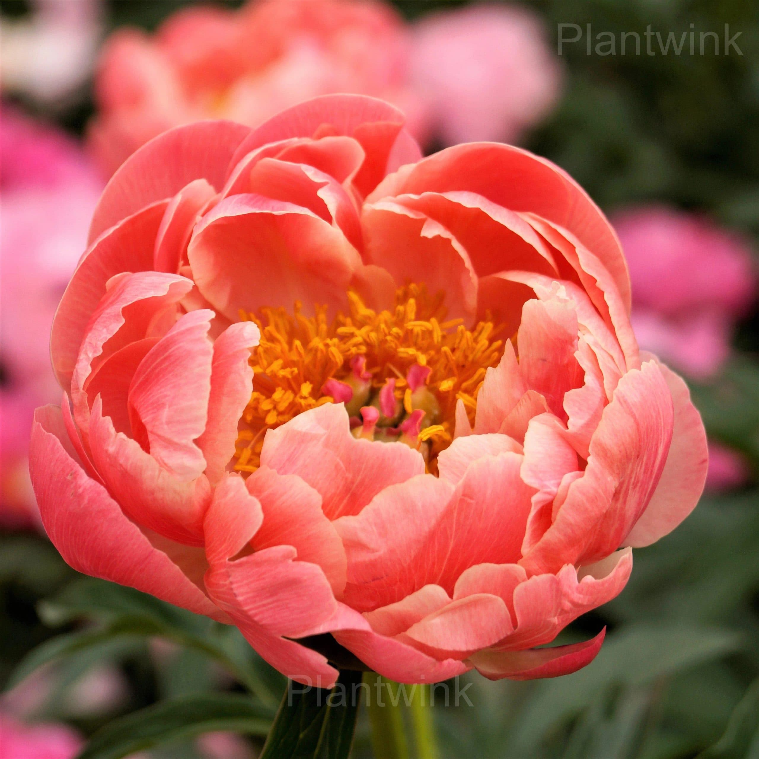 Elegant Peony Seeds - View 7