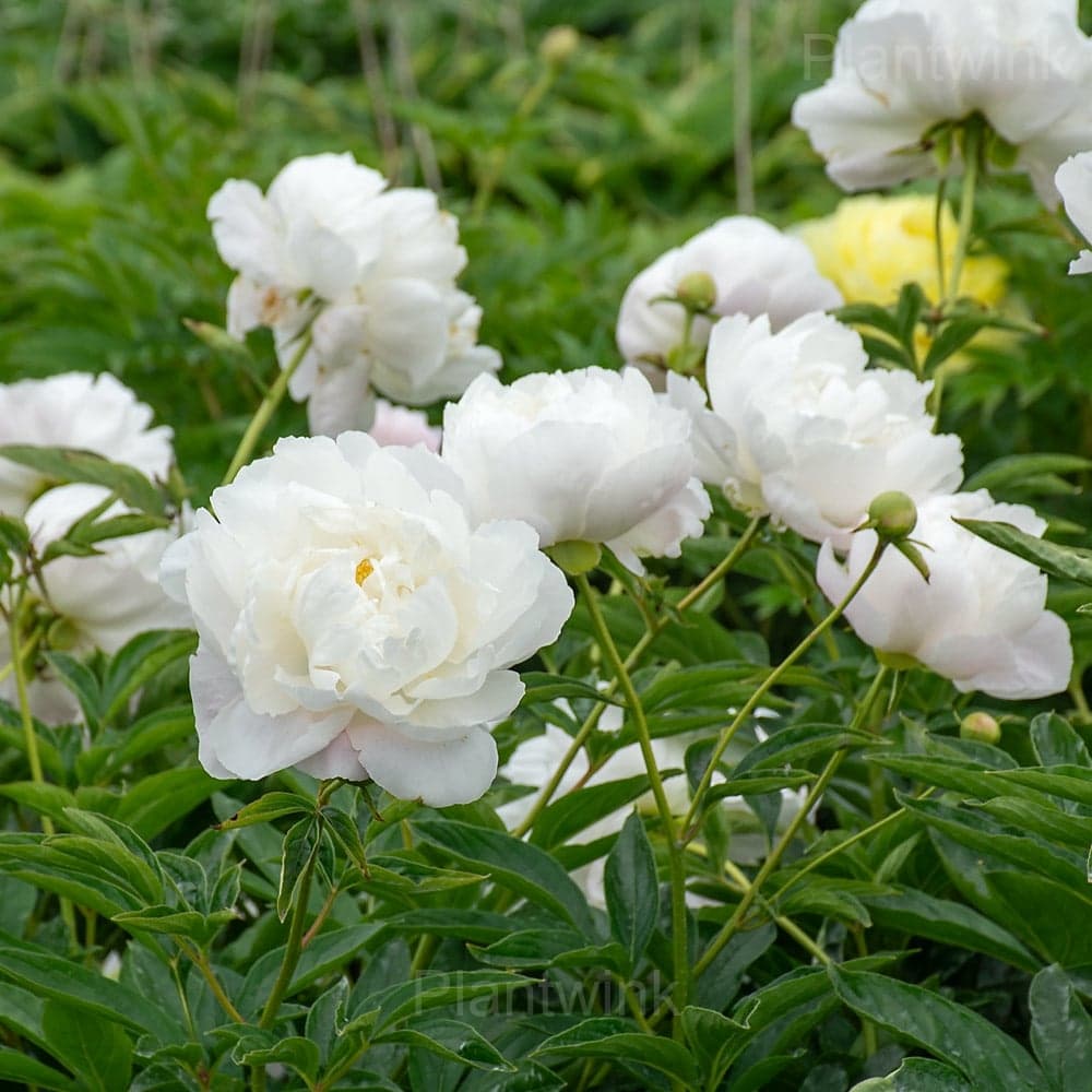 Elegant Peony Seeds - View 6