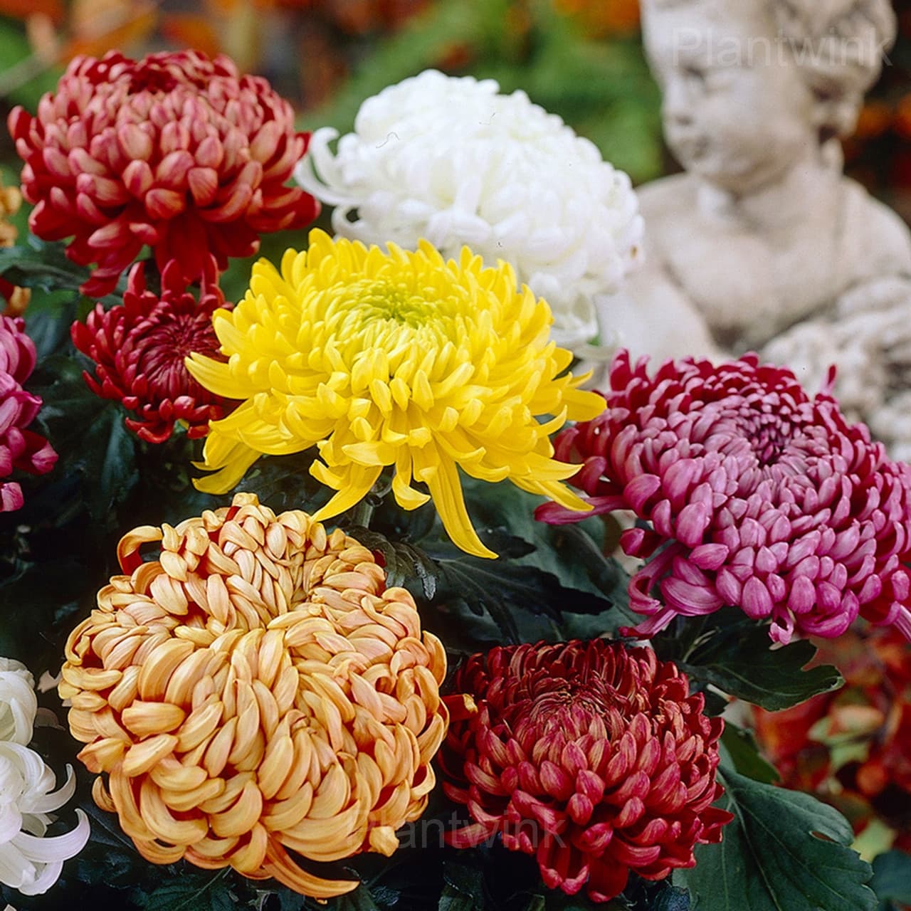 Colorful Chrysanthemum Seeds - View 6