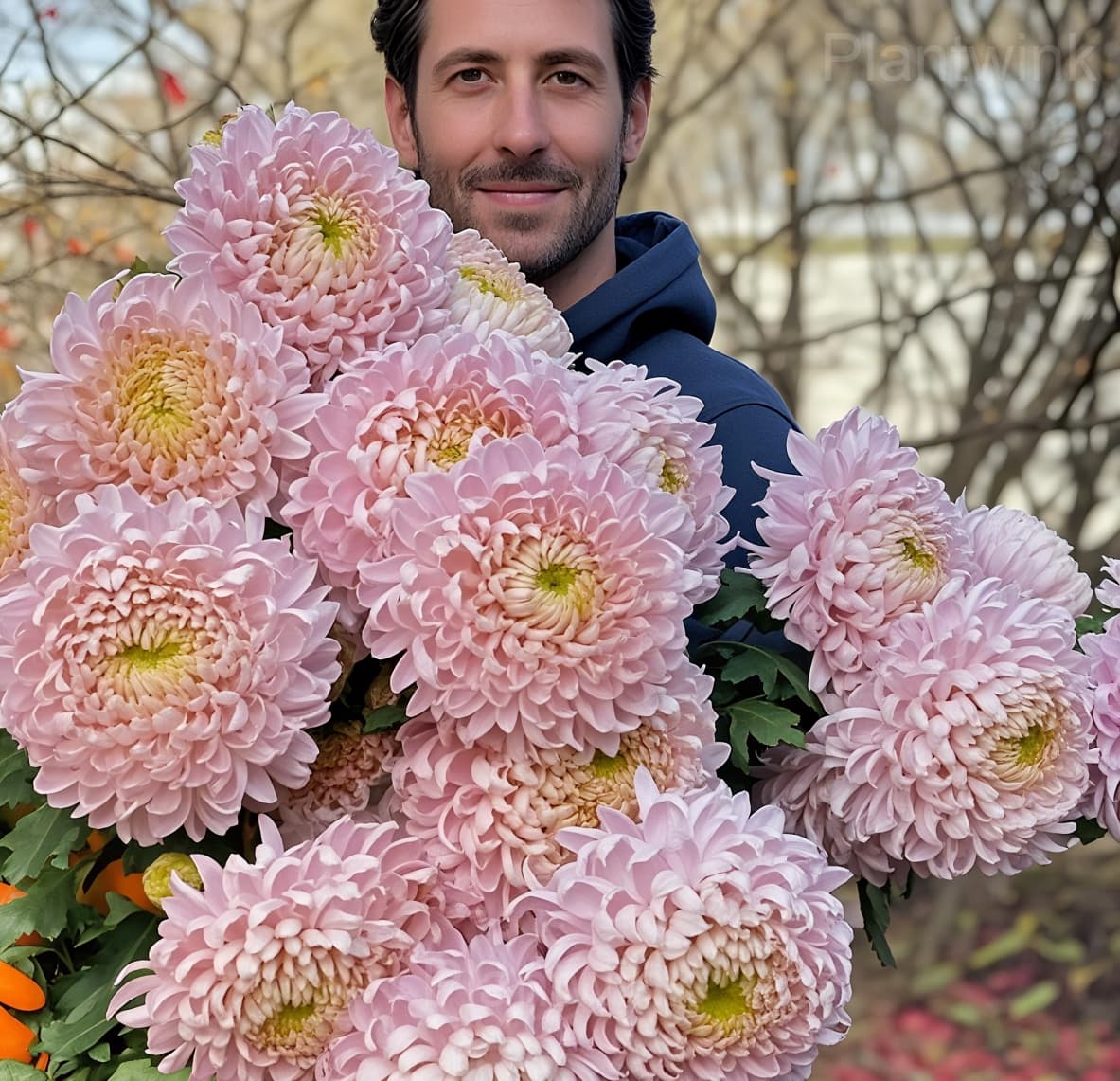 Colorful Chrysanthemum Seeds - View 5