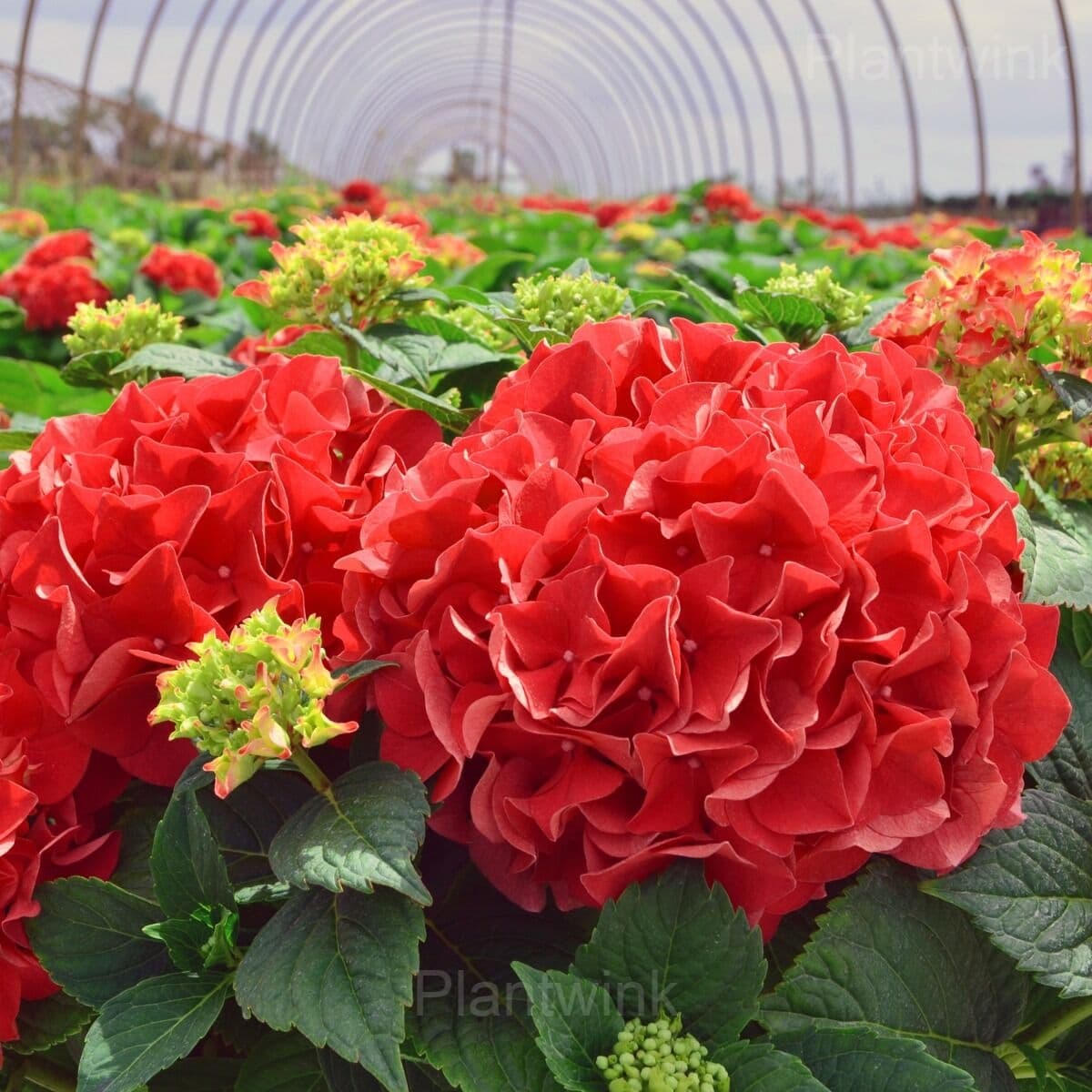 Rare Hydrangea Mix Seeds - View 7
