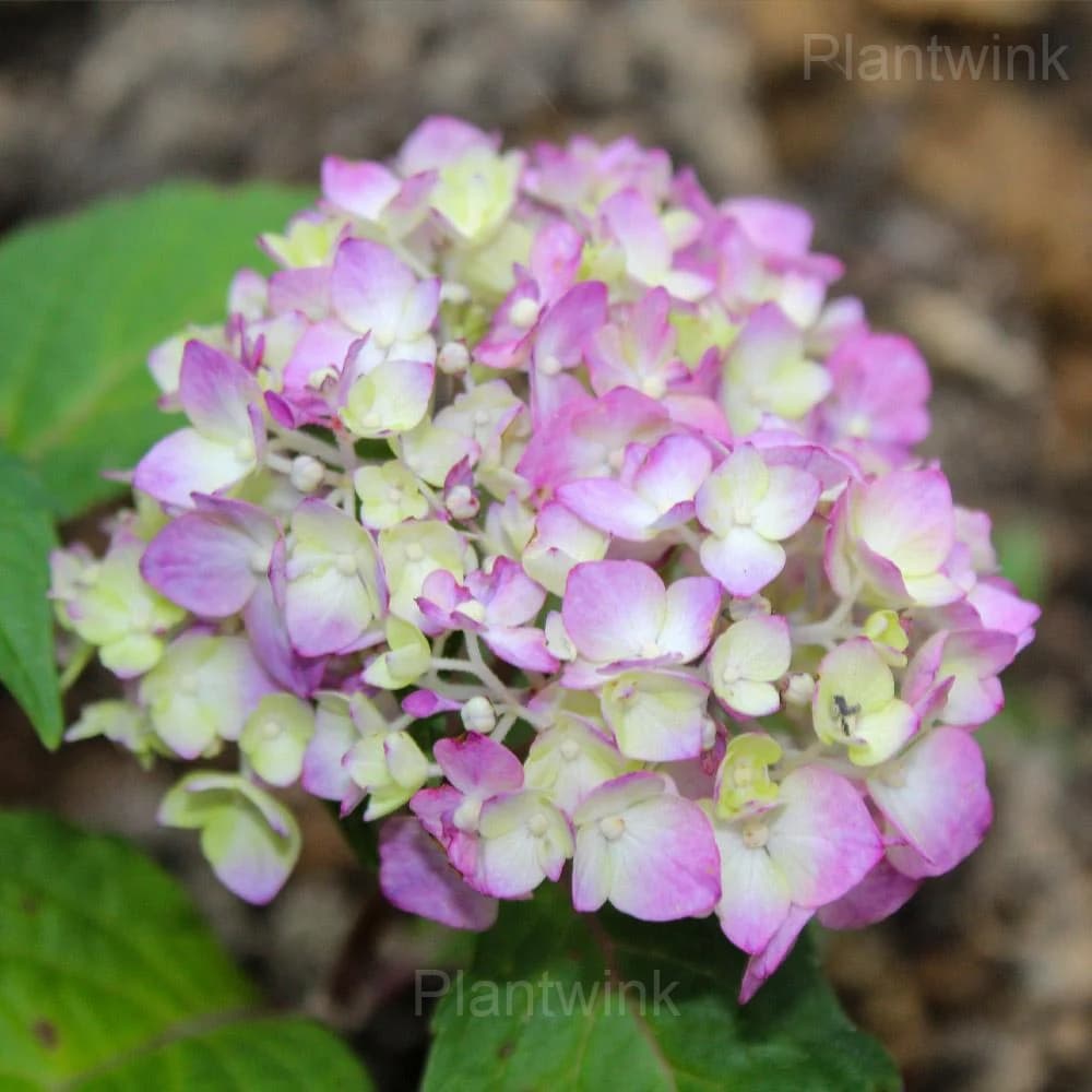 Rare Hydrangea Mix Seeds - View 6