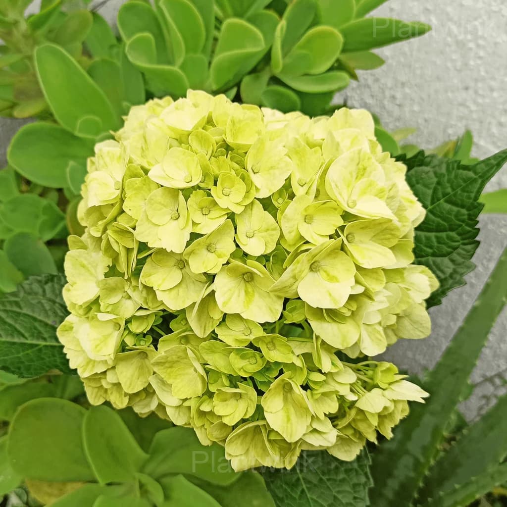 Rare Hydrangea Mix Seeds - View 5