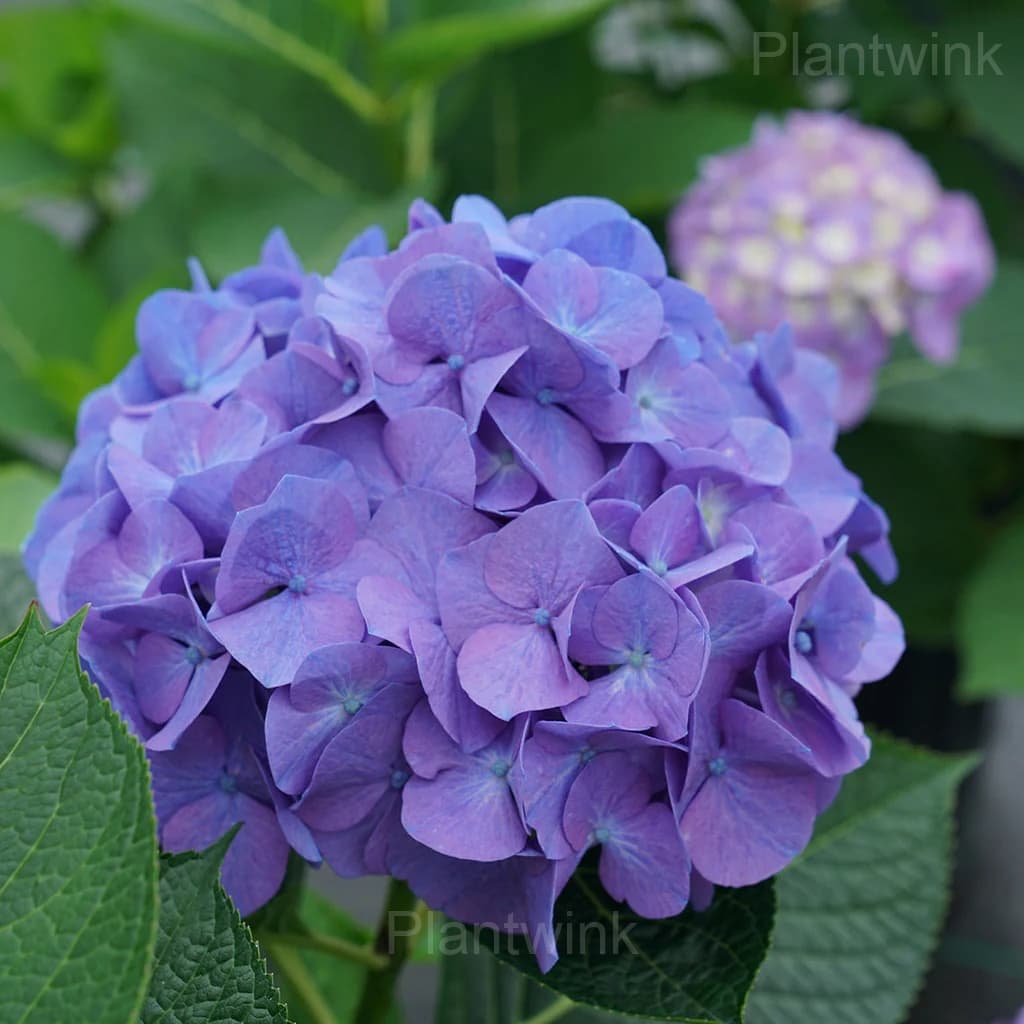 Rare Hydrangea Mix Seeds - View 4