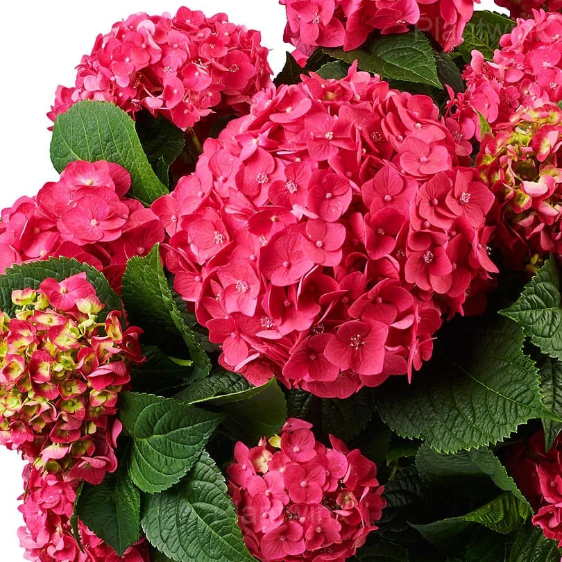 Rare Hydrangea Mix Seeds - View 3
