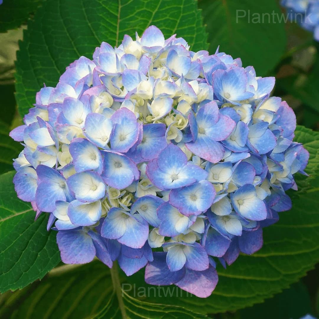 Rare Hydrangea Mix Seeds - View 11