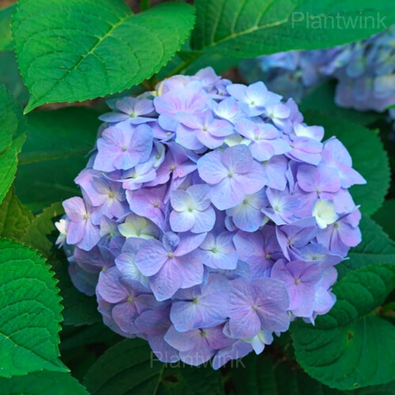 Rare Hydrangea Mix Seeds - View 10