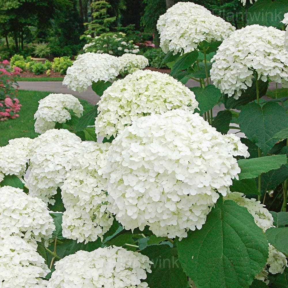 Rare Hydrangea Mix Seeds - View 9