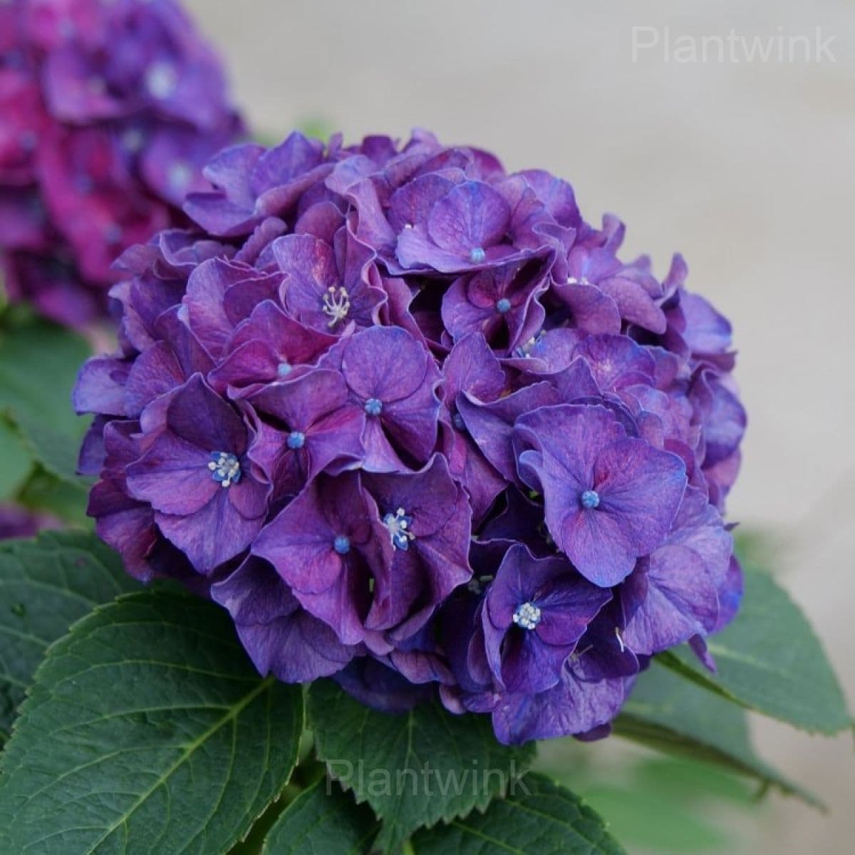 Rare Hydrangea Mix Seeds - View 8