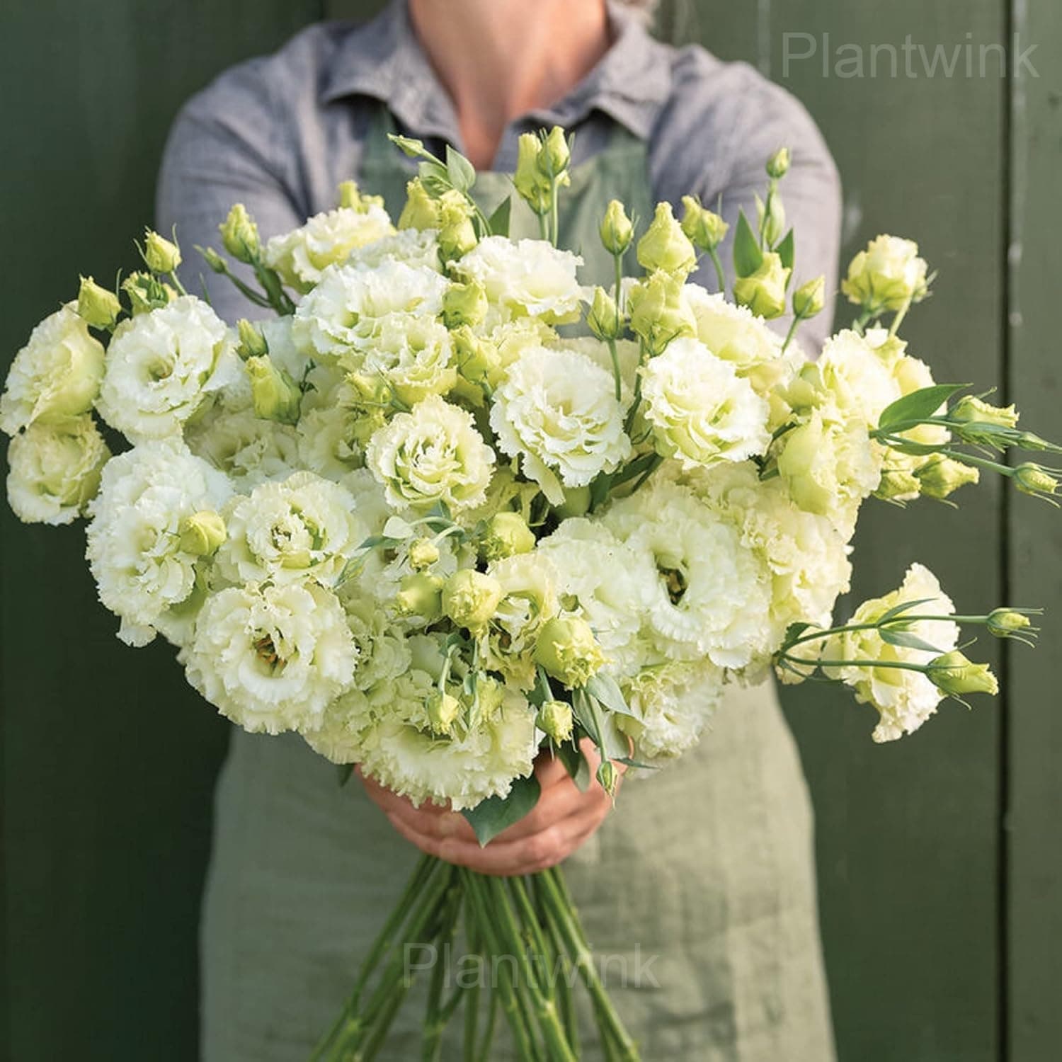 Elegant Lisianthus Seeds - View 4
