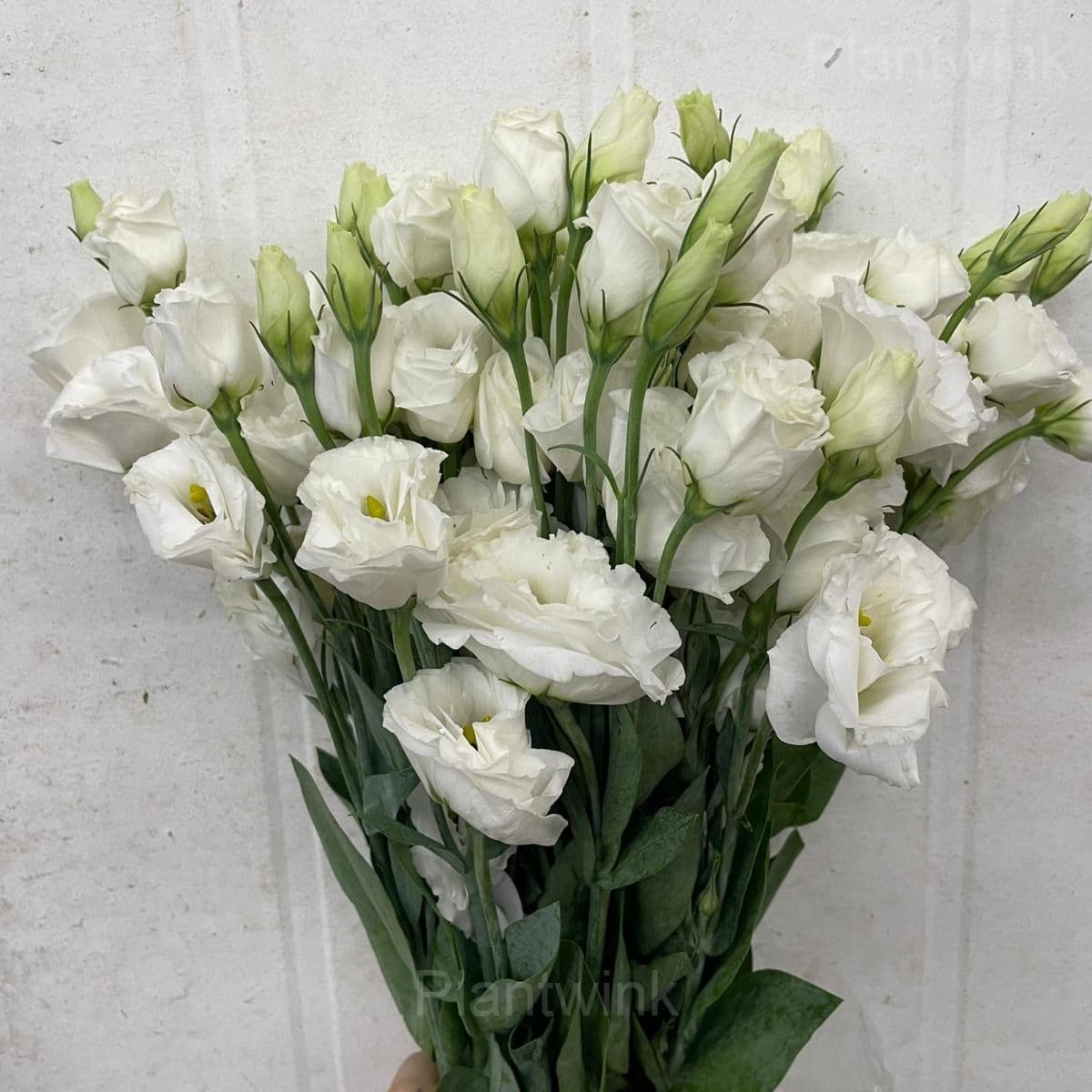 Elegant Lisianthus Seeds - View 8