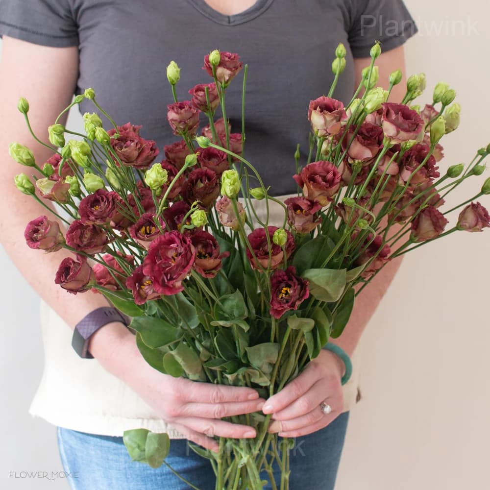 Elegant Lisianthus Seeds - View 6