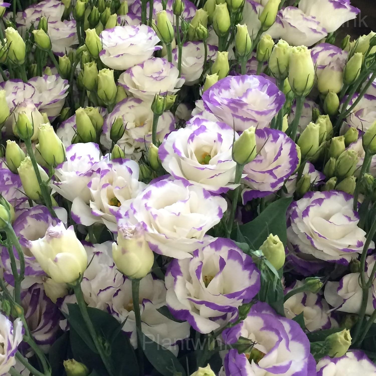 Elegant Lisianthus Seeds - View 5