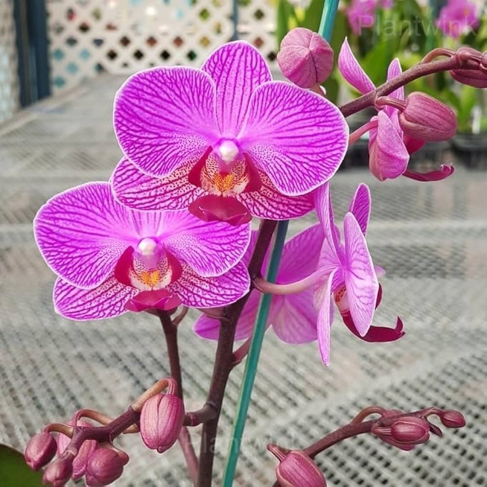 Phalaenopsis Seeds - View 6