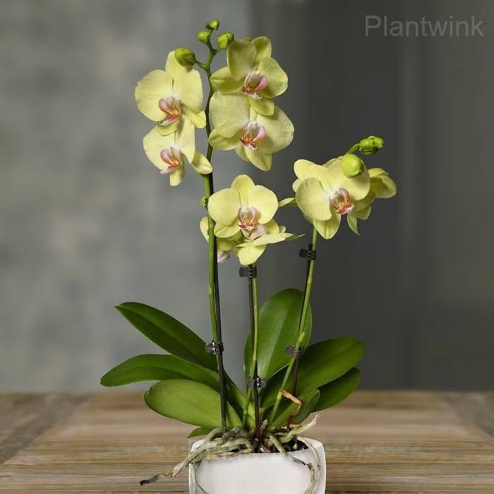 Phalaenopsis Seeds - View 7