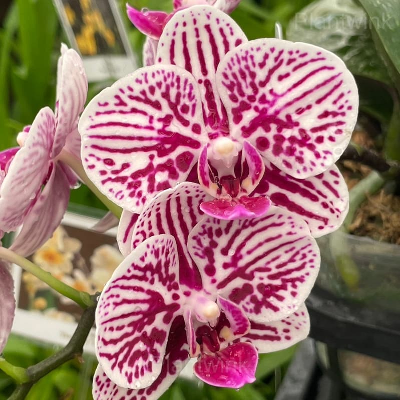 Phalaenopsis Seeds - View 8