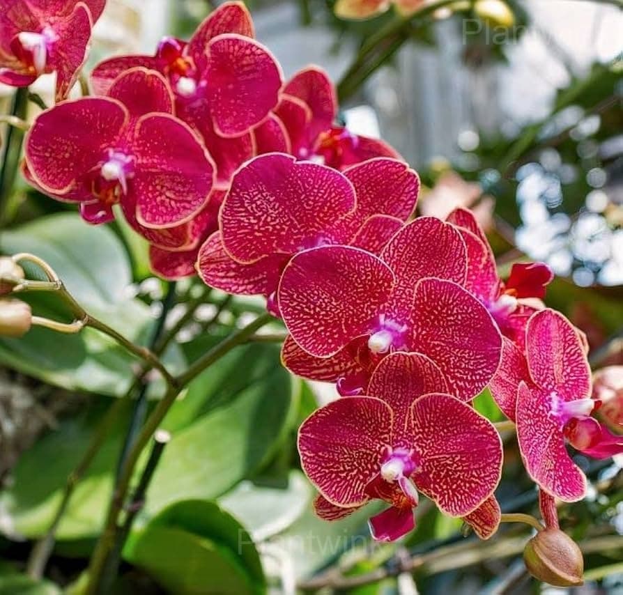 Phalaenopsis Seeds - View 3