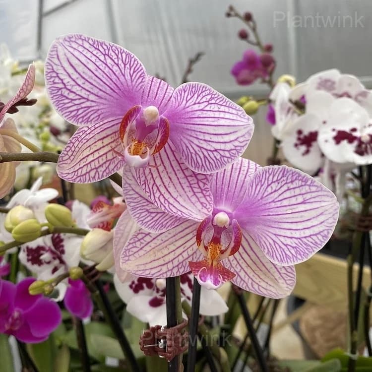 Phalaenopsis Seeds - View 4