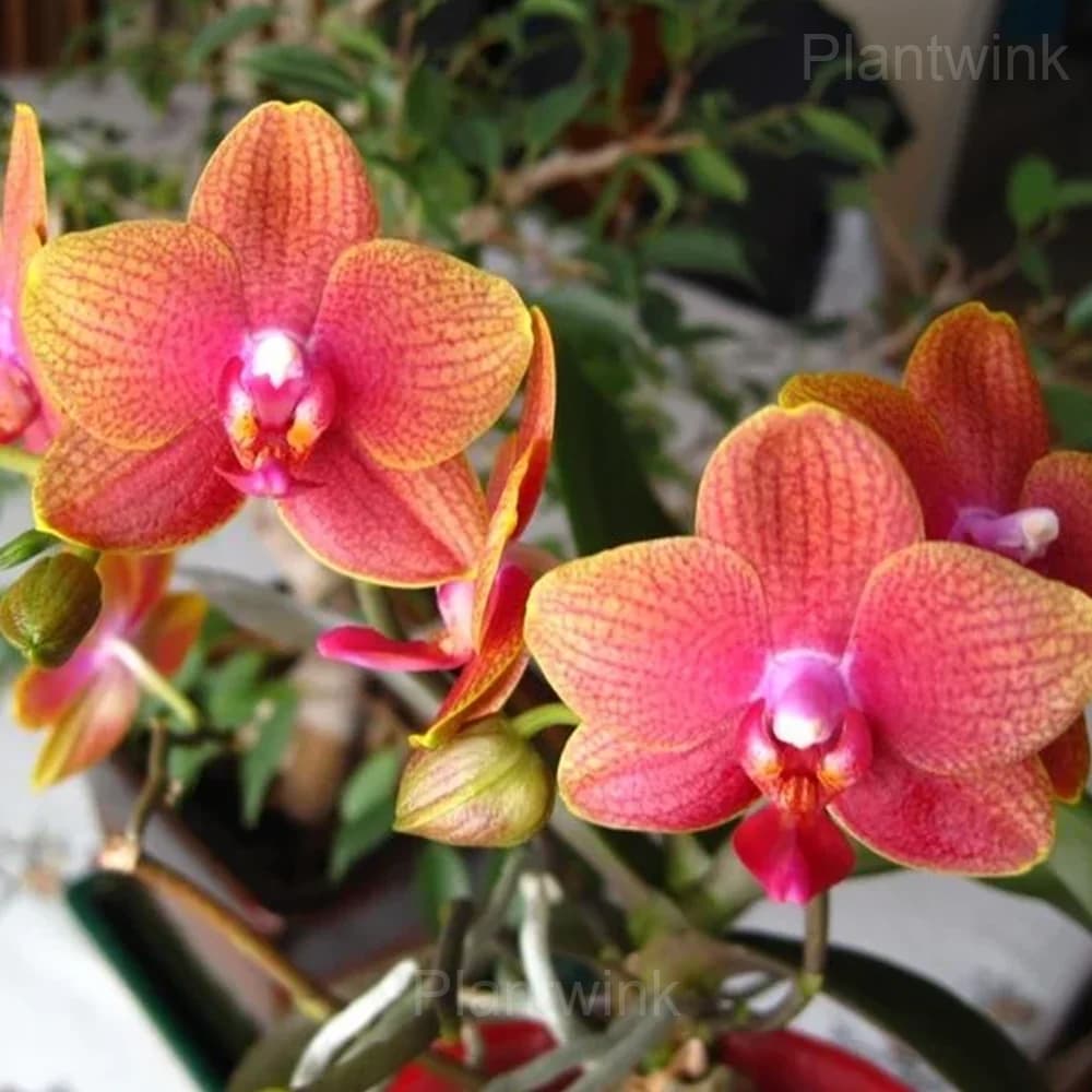 Phalaenopsis Seeds - View 5