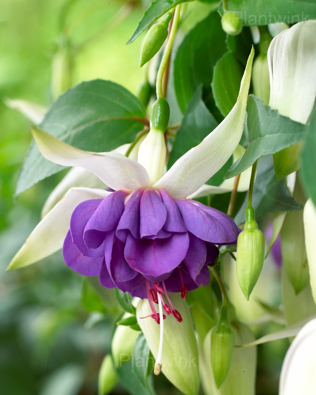 Colorful Fuchsia Flowers Seeds - View 8