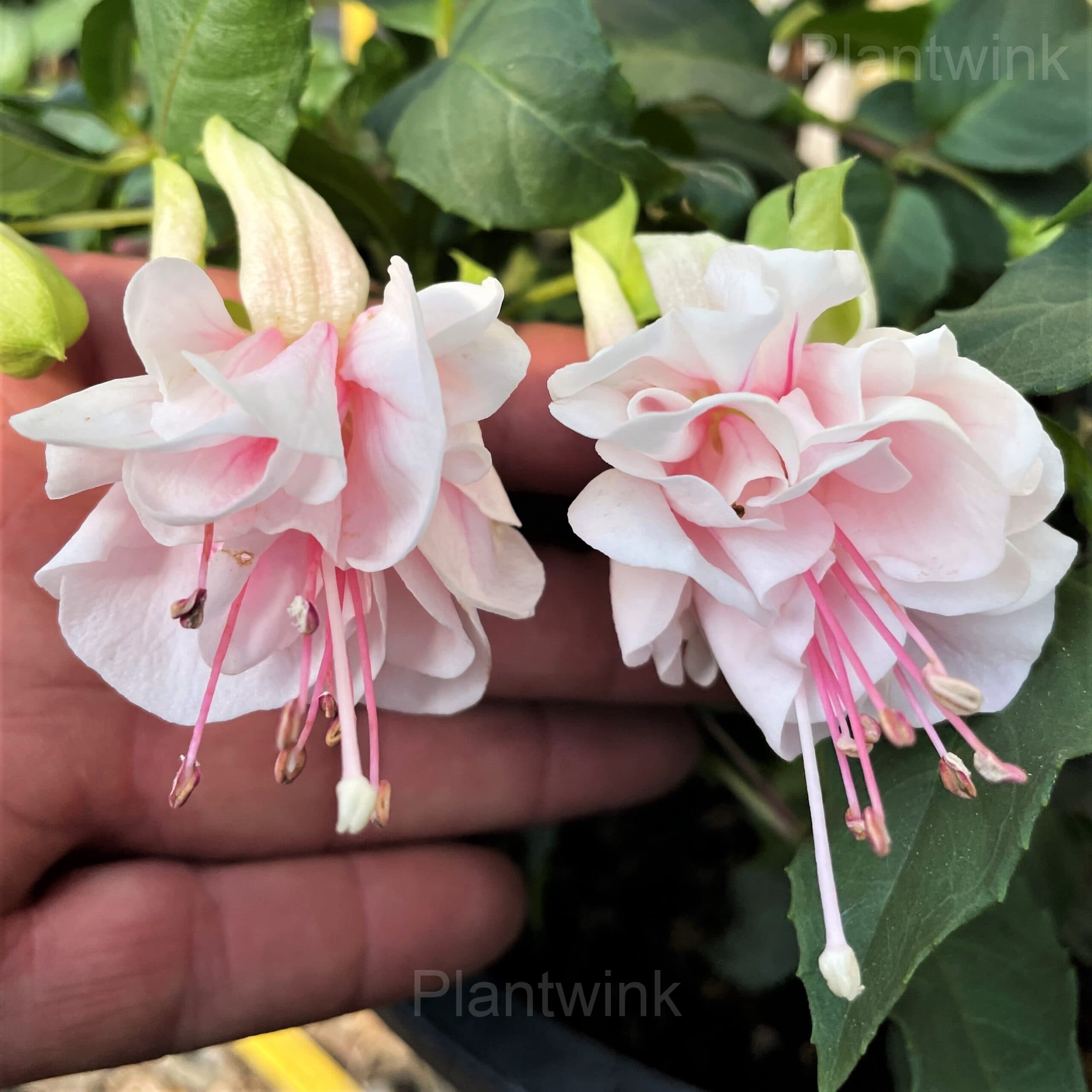 Colorful Fuchsia Flowers Seeds - View 9