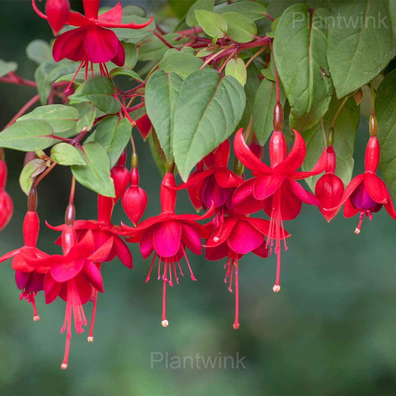 Colorful Fuchsia Flowers Seeds - View 4