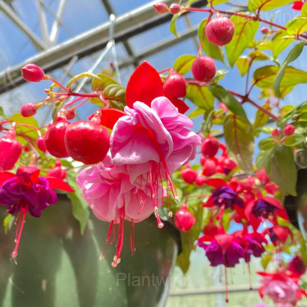 Colorful Fuchsia Flowers Seeds - View 5