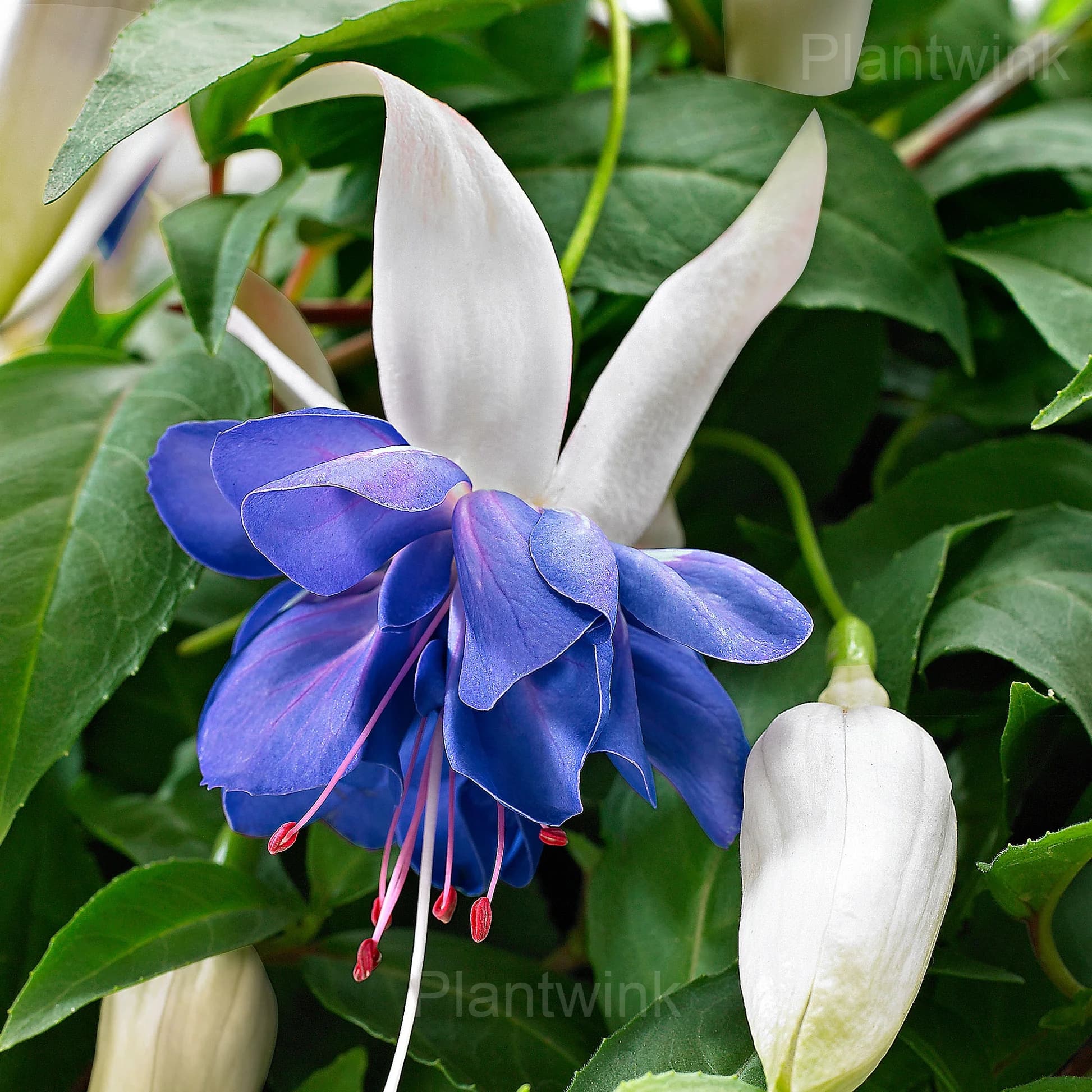Colorful Fuchsia Flowers Seeds - View 6