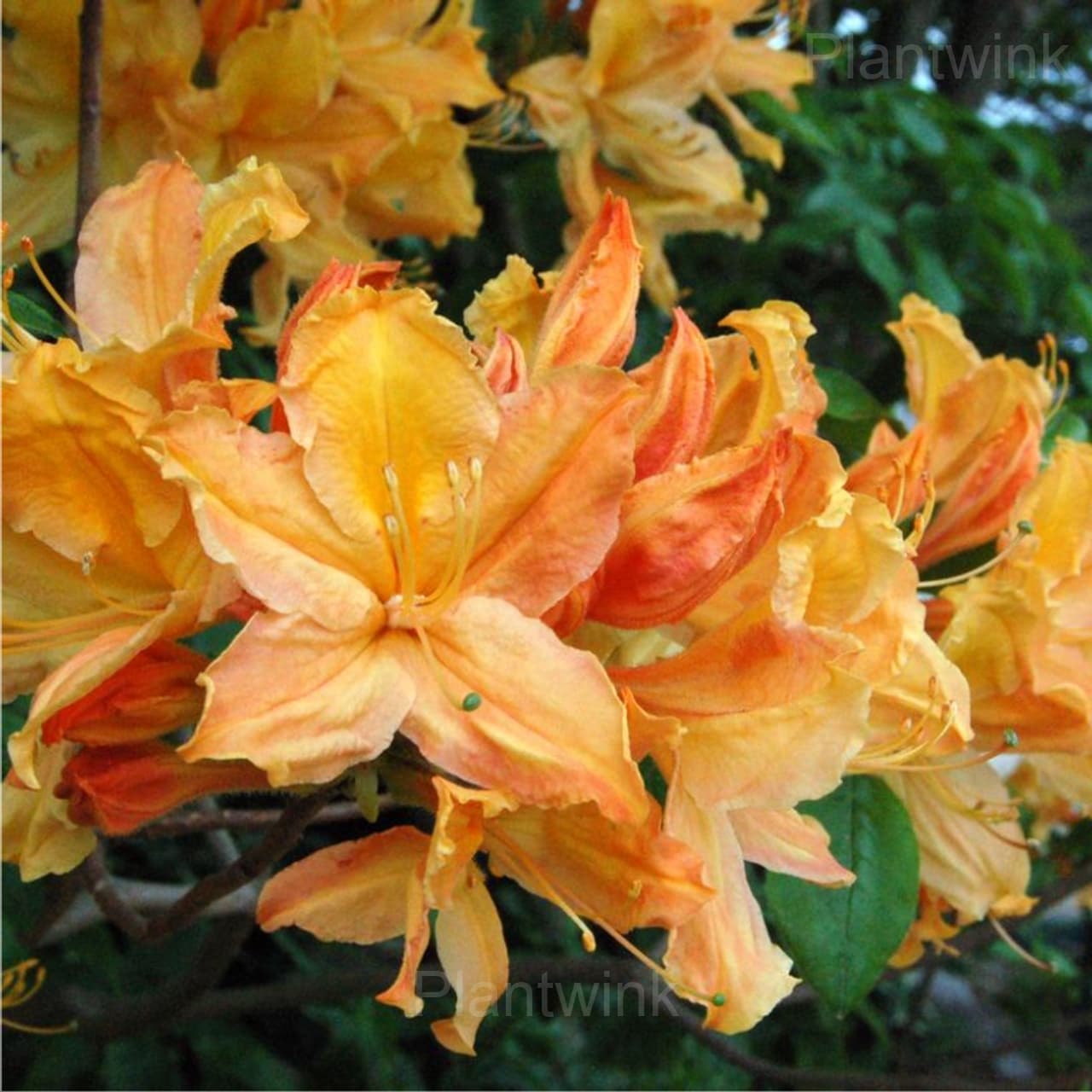 Azalea Seeds - View 5