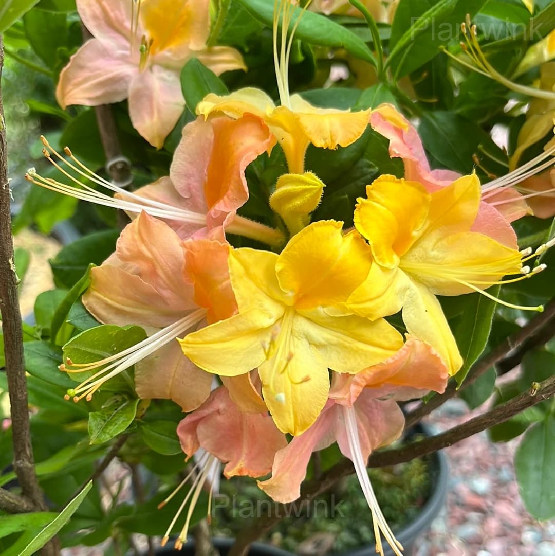 Azalea Seeds - View 4