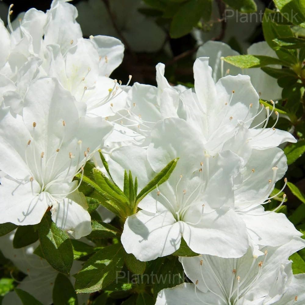 Azalea Seeds - View 3