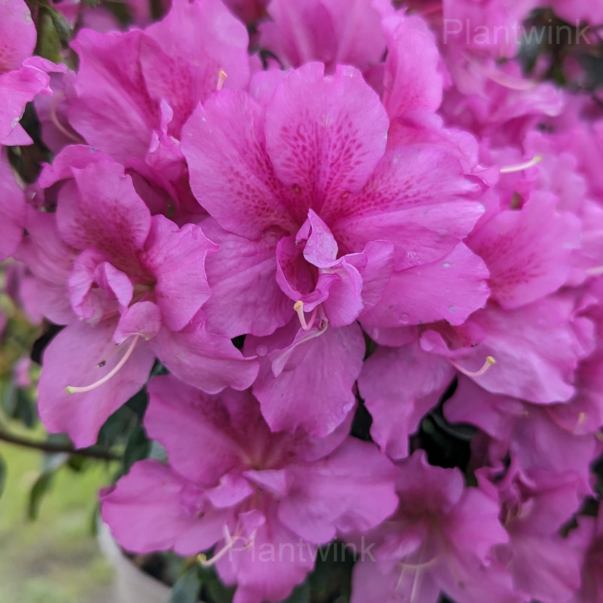 Azalea Seeds - View 8