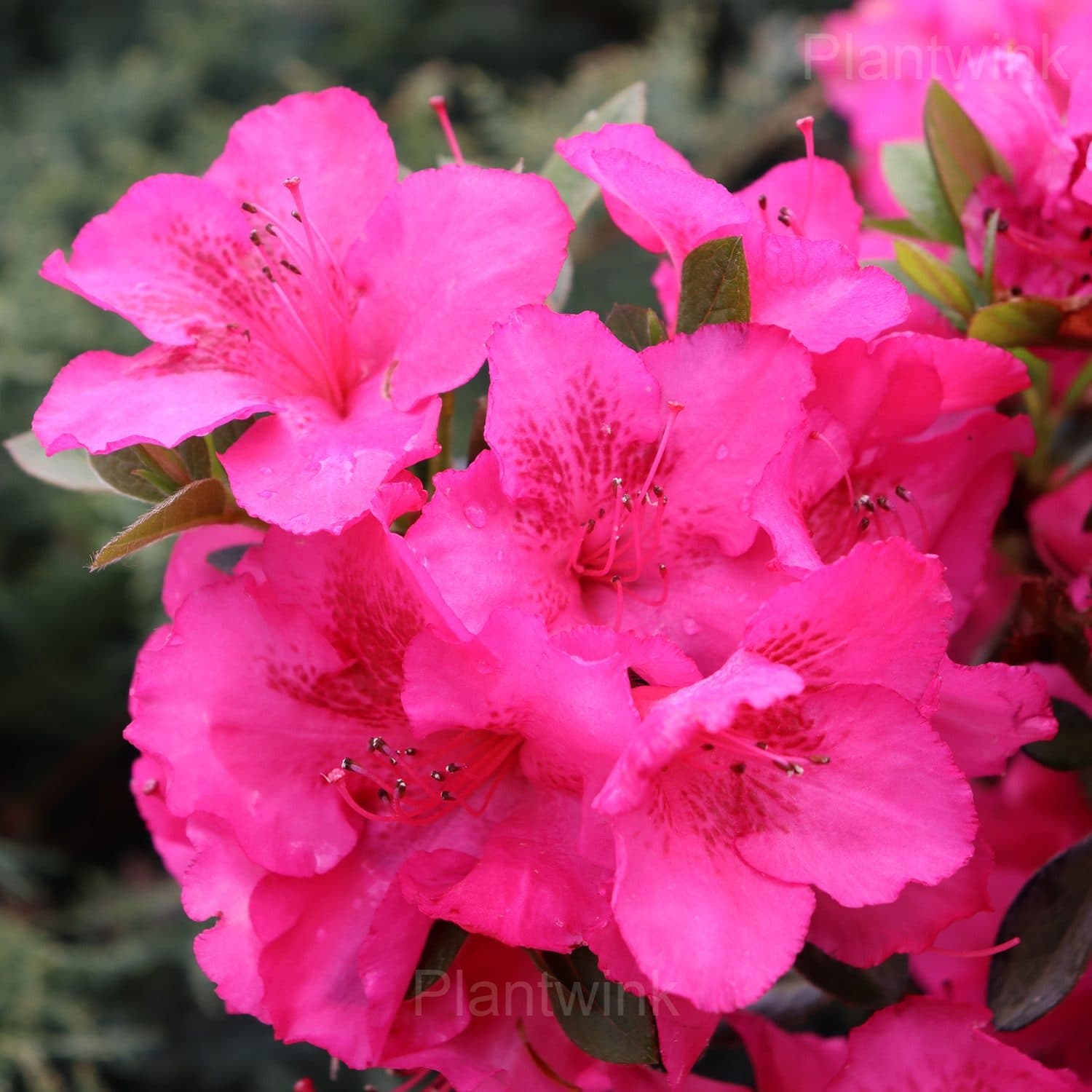 Azalea Seeds - View 7