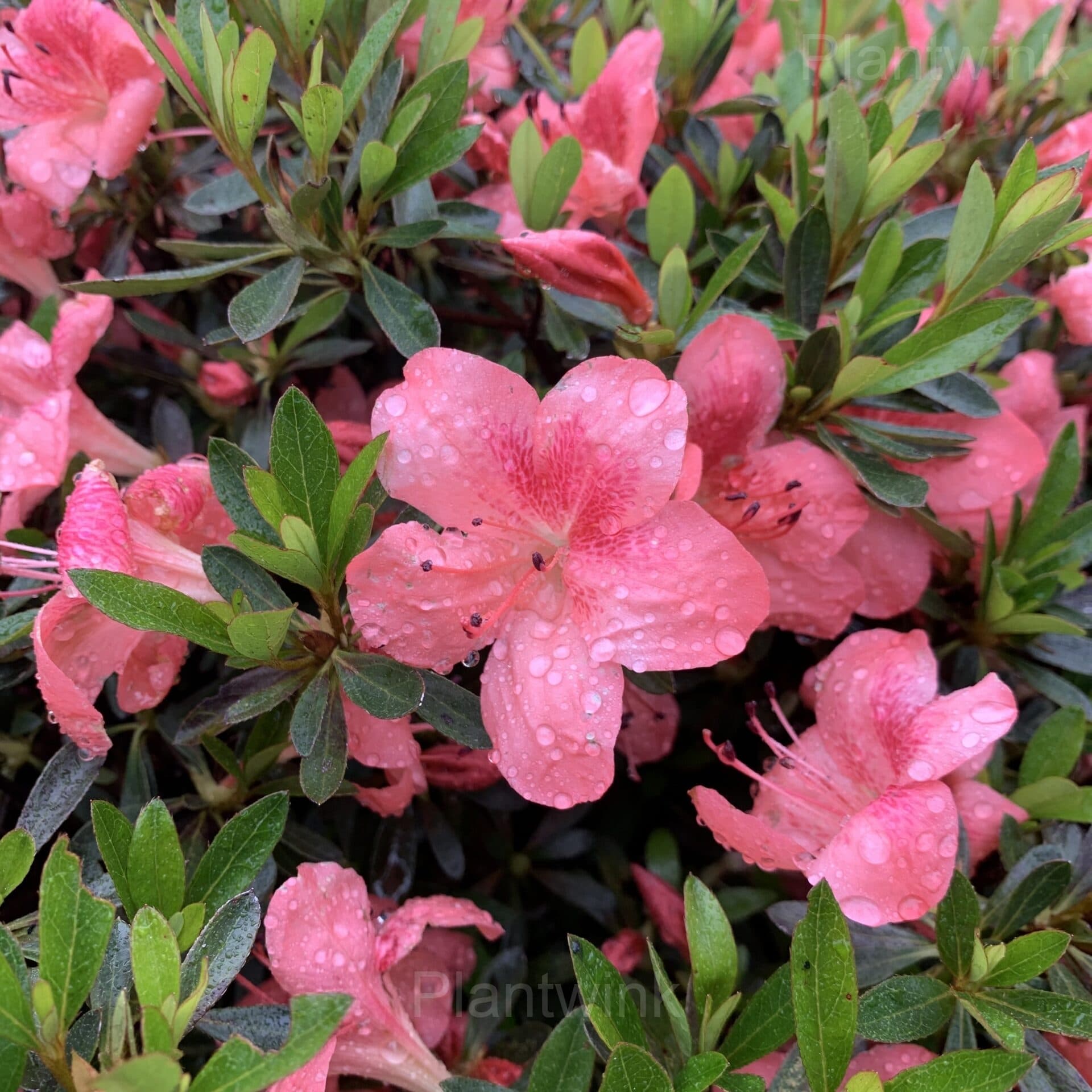Azalea Seeds - View 6